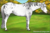 Horse Color:White Spotted Blue Roan Splash Appaloosa