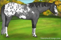 Horse Color:Blue Roan Splash Frame Appaloosa