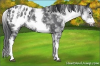Horse Color:White Spotted Blue Roan Splash Frame Varnish