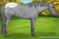 Horse Color:Blue Roan Appaloosa 