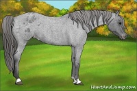 Horse Color:Blue Roan Varnish 
