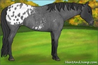 Horse Color:Blue Roan Appaloosa 