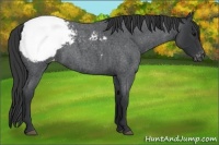 Horse Color:Blue Roan Varnish