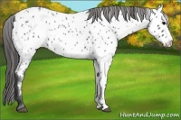 Horse Color:Blue Roan Near Leopard