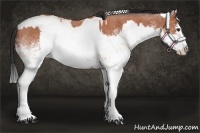 Horse Color:White Spotted Bay Roan Splash  and White Spotted Bay Roan Splash 
