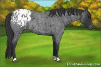 Horse Color:Blue Roan Appaloosa 