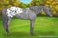 Horse Color:Blue Roan Appaloosa 