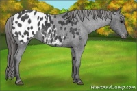 Horse Color:Blue Roan Appaloosa 