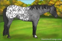 Horse Color:Blue Roan Appaloosa 