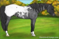 Horse Color:Blue Roan Appaloosa