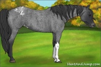 Horse Color:Blue Roan Appaloosa