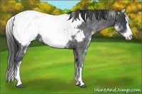 Horse Color:White Spotted Blue Roan Splash Appaloosa
