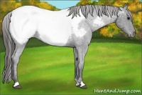Horse Color:Blue Roan Appaloosa 