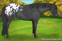 Horse Color:Blue Roan Appaloosa 