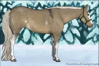 Horse Color:White Spotted Liver Red Dun 