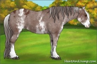 Horse Color:White Spotted Bay Sabino Appaloosa