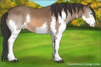 Horse Color:Bay Splash 