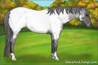 Horse Color:Blue Roan Appaloosa