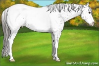 Horse Color:Blue Roan Splash Snowcap 