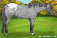Horse Color:Blue Roan Snowcap 