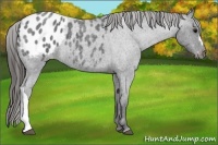 Horse Color:Blue Roan Appaloosa 