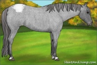 Horse Color:Blue Roan Varnish 