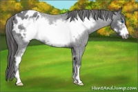 Horse Color:Blue Roan Sabino Frame Appaloosa 