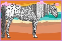 Horse Color:Black Appaloosa 