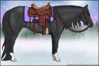 Horse Color:Black Rabicano 