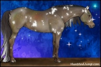 Horse Color:White Spotted Liver Chestnut 