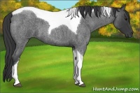 Horse Color:Smoky Blue Roan Tobiano 
