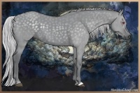 Horse Color:Silver Grullo Chinchilla 