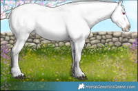 Horse Color:Silver Grullo Chinchilla Appaloosa Rabicano 