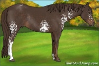 Horse Color:White Spotted Liver Chestnut Rabicano 