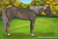 Horse Color:Chocolate Palomino 