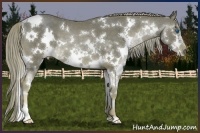 Horse Color:White Spotted Liver Chestnut Splash 