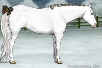 Horse Color:Palomino Splash Appaloosa 