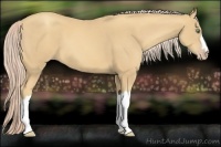 Horse Color:Gold Cream Champagne 