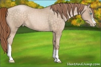 Horse Color:Buckskin Pearl 