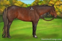 Horse Color:Liver Chestnut  and Bay 