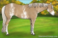 Horse Color:White Spotted Palomino Sabino Rabicano