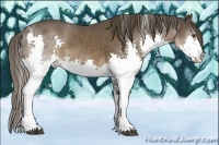 Horse Color:Liver Chestnut Sabino Splash