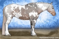 Horse Color:White Spotted Liver Chestnut Appaloosa 