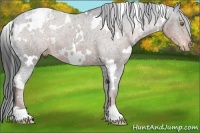 Horse Color:White Spotted Liver Chestnut Appaloosa 