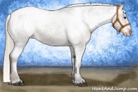 Horse Color:White Spotted Liver Chestnut Appaloosa 