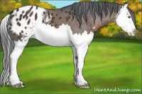Horse Color:Liver Chestnut Sabino Splash Varnish