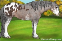 Horse Color:Liver Chestnut Sabino Appaloosa 
