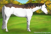 Horse Color:Buckskin Splash 