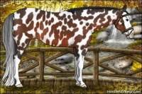 Horse Color:Bay Sabino Splash Appaloosa 