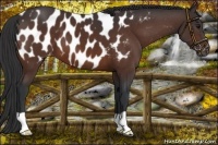 Horse Color:Bay Appaloosa 